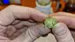 Video Thumbnail: Smacksalad
