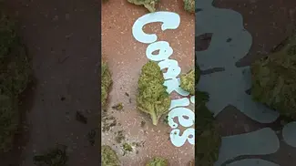 Dawgzilla out the bag