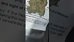 Plantations ceres cap junky #medicalcannabis