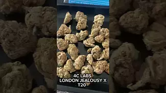 UK MEDICAL | 4C LABS | London Jealousy