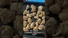 Cannabis Culture  Video Thumbnail