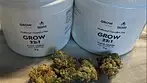 GROW French Cookies 22 THC - U.K. medical cannabis flower.