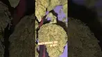 Beach Wedding 7.5 #cannabiscommunity #weedchannel #medicalcannabis #420 #medicalweed #highlife #high