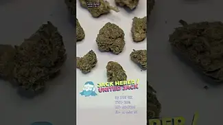 (United) Jack Herer by DOE UK MEDICAL THC- 28% BN- A347196 ED- 14 Mar 26