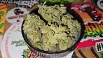 tilray purps  22%THC  1.0% CBD  15G £75