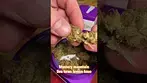 Mystery Mountain Sea Town Lemon Haze