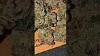 UPSTATE Mimosa punch T15 Azztecmedia views  @MedBudWiki #anxiety #medicalcannabis #pain #uk