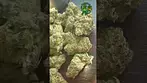 4C Labs Sudz 17% THC Indica dominant,i will be sad to see this one go #cannabiseducation #zaza