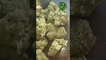 VIP THC Video Thumbnail