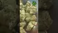 Video Thumbnail: VIP THC