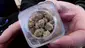 Video Thumbnail: Medical Bud Reviews