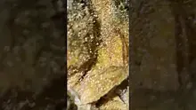 Gezmo 78 Video Thumbnail