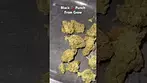 Black Cherry Punch by Grow Pharma. #ukmedicalcannabis #ukmedical #prescription