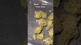 Black Cherry Punch by Grow Pharma. #ukmedicalcannabis #ukmedical #prescription