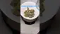 Video Thumbnail: Review Budd