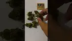 zkittlez Gas by 4C Labs from Mamedica