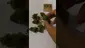 Video Thumbnail: My Medical 420