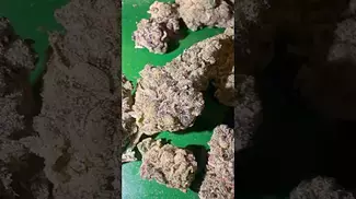 Superseed grape cookies uk medical  #uk #medical #patient #youtubeshorts #flowers