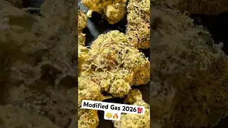 Modified Gas 2026! Still The Best - Green Karat UK Medical Cannabis
