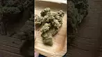 Legal medical Fruity pebbles Kush- medicus 27%thc 1%cbd #medicated #ukmedicine #medicus #menshealth