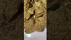 Green Karat  - Supreme Diesel 29% THC UK Medicinal Cannabis