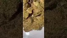 The Corporate Herbalist Video Thumbnail