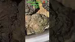 Sundaze APB T23 - 24hrs In my glass jar 
