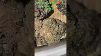 Sundaze APB T23 - 24hrs In my glass jar 