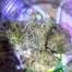 Patient Image of Mamedica® MA1 T25 Miracle Alien Cookies Medical Cannabis