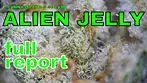 Alien Jelly | Canna Island & 4C: FULL REPORT