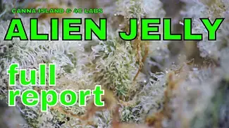Alien Jelly | Canna Island & 4C: FULL REPORT