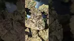 UPSTATE PURPLE OCTANE (UK PRESCRIPTION MEDICATION)
