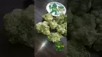 What we saying on this one ? BC Green - Apples & Gas, non irradiated 27% indica hybrid