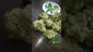 Video Thumbnail: VIP THC