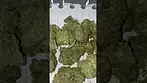 Pure Sunfarms - Pink Kush (UK Medical Cannabis Prescription)