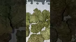 Pure Sunfarms - Pink Kush (UK Medical Cannabis Prescription)