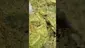 Video Thumbnail: UK and Legal