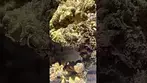 Mamedica Polar Blaze close up