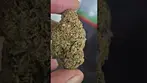 Frozen Lemon Haze T25 & Black Amber T32 - UK MEDICAL FLOWER PICS FROM MY TIMELINE