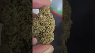 Frozen Lemon Haze T25 & Black Amber T32 - UK MEDICAL FLOWER PICS FROM MY TIMELINE