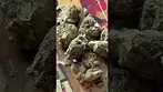 Pink Kush T29 NUGS | UK Medical Cannabis Strain #ukmedicalcannabis  #cannabiseducation