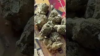 Pink Kush T29 NUGS | UK Medical Cannabis Strain #ukmedicalcannabis  #cannabiseducation