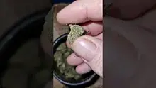 Green Script Reviews Video Thumbnail