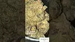 Big Narstie Purple Milk T26 | Prescribed Medical Cannabis UK #Cannamacist #MedicalCannabisUK
