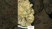 Cannamacist Video Thumbnail