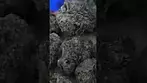 DANK OF ENGLAND - BRITZ 27% UK MEDICAL FLOWER REVIEW
