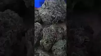 DANK OF ENGLAND - BRITZ 27% UK MEDICAL FLOWER REVIEW