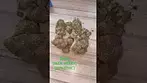 #UKMedical#Mamedica#DOE#Jack.Herer#(28%)(THC)