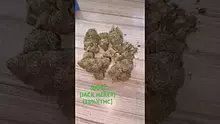 GIggzy Medical Buds Video Thumbnail