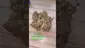 Video Thumbnail: GIggzy Medical Buds